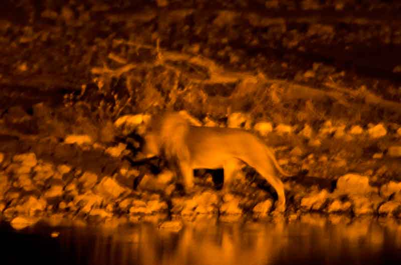 15 - Namibia - leon - imagen nocturna - Okaukuejo - parque nacional de Etosha
